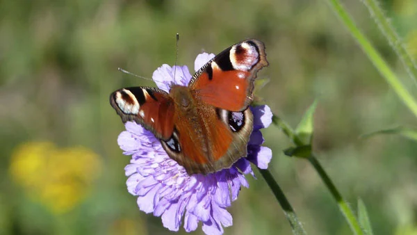 Das i-Tüpfelchen im Bäckergut - Ein Schmetterling sitzt auf einer Blume im Tannheimer Tal